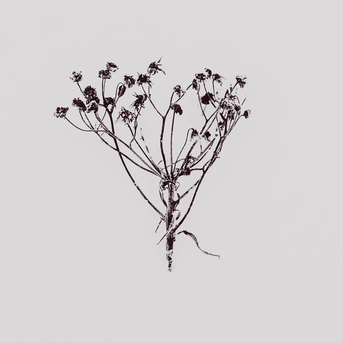 Pair of Botanical Prints image