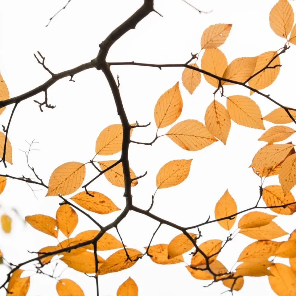 Gilded Branch Chandelier image