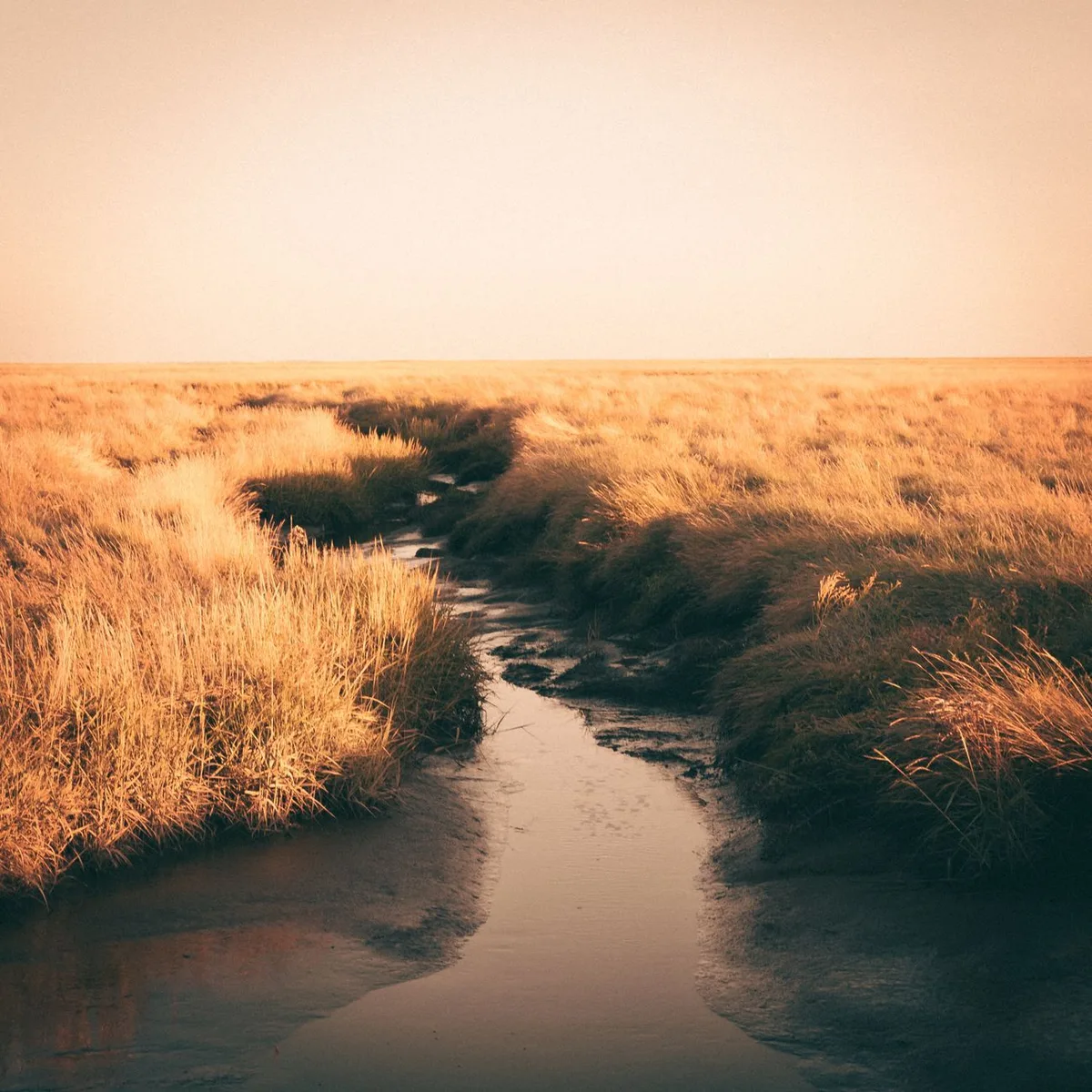Lowcountry Marsh Oil Study image