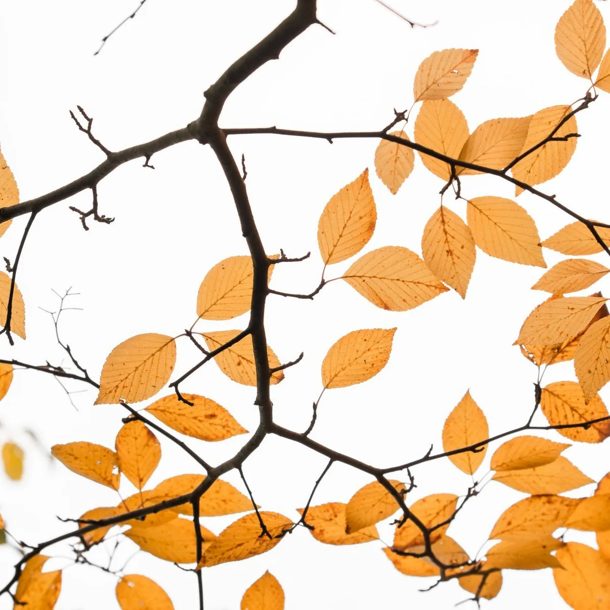 Gilded Branch Chandelier image