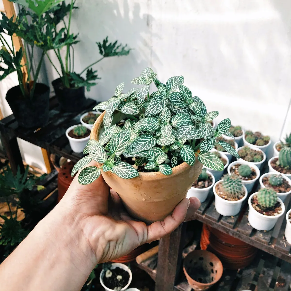 Indoor Plant Gift image